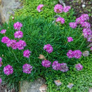 ARMERIA MARITIMA, MILL, WILLD, PLUMBAGINACEAE, EUROPA - 1577