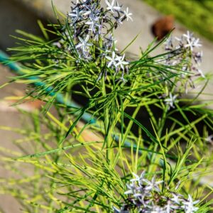 AMSONIA HUBRICHTII, WOODSON, APOCYNACEAE, USA - 1580