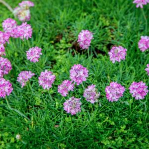 ARMERIA MARITIMA, MILL, WILLD, PLUMBAGINACEAE, EUROPA - 1578