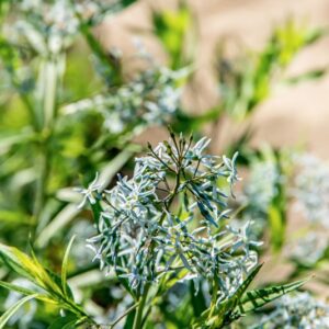 AMSONIA TABERNAEMONTANA, W, APOCYNACEAE, AMERICA BOREALE - 1583