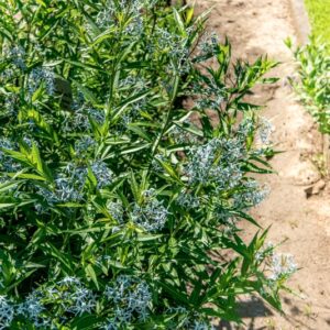 AMSONIA TABERNAEMONTANA, W, APOCYNACEAE, AMERICA BOREALE - 1582