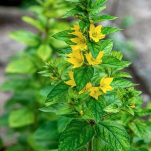 LJSIMACHIA PUNCTATA, L, PRIMULACEAE, EUROPA CENTRO ORIENTALE MERIDIONALE, ASIA MINORE - 1587