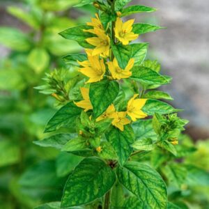 LJSIMACHIA PUNCTATA, L, PRIMULACEAE, EUROPA CENTRO ORIENTALE MERIDIONALE, ASIA MINORE - 1588