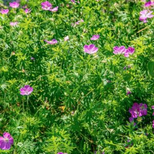 GERANIUM SANGUINEUM, L, GERANIACEAE, EUROPA, ASIA OCCIDENTALE - 1593