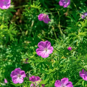 GERANIUM SANGUINEUM, L, GERANIACEAE, EUROPA, ASIA OCCIDENTALE - 1594