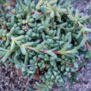 CORPUSCULARIA LEHMANNI, AIZOACEAE, AFRICA DEL SUD - 1600