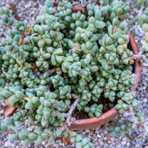 SCHLECHTERANTHUS, MAXIMILIANII, SCHWANT, AIZOACEAE, AFRICA DEL SUD - 1598