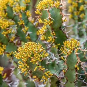 EUPHORBIA VIROSA, WILLD, EUPHORBIACEAE, AFRICA MERIDIONALE - 1603