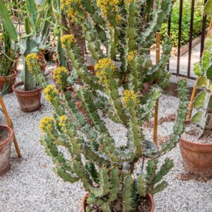 EUPHORBIA VIROSA, WILLD, EUPHORBIACEAE, AFRICA MERIDIONALE - 1602