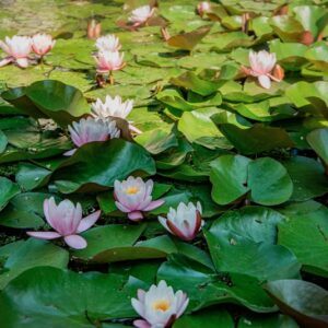 NYMPHAEA ODORATA, AIT, NYMPHAEACEAE, AMERICA BOREALE - 1605