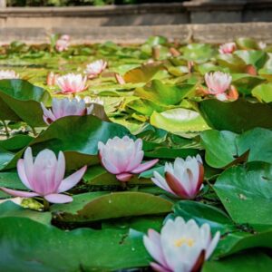 NYMPHAEA ODORATA, AIT, NYMPHAEACEAE, AMERICA BOREALE - 1606