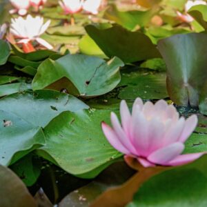 NYMPHAEA ODORATA, AIT, NYMPHAEACEAE, AMERICA BOREALE - 1607