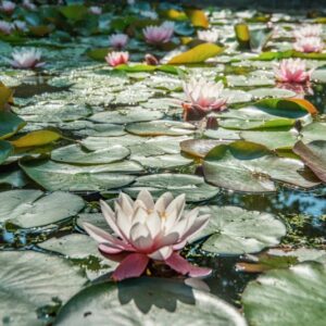 NYMPHAEA ODORATA, AIT, NYMPHAEACEAE, AMERICA BOREALE -1608