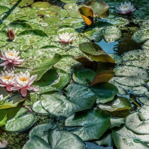 NYMPHAEA ODORATA, AIT, NYMPHAEACEAE, AMERICA BOREALE - 1609