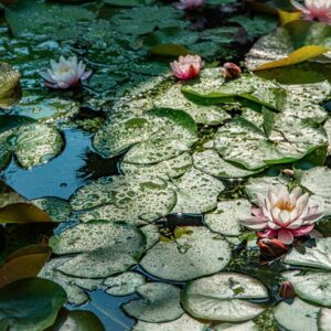 NYMPHAEA ODORATA, AIT, NYMPHAEACEAE, AMERICA BOREALE - 1610