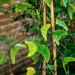 PASSIFLORA VESPERTILIO, L, PASSIFLORACEAE, SUD AMERICA - 1613