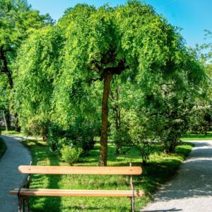 SOPHORA JAPONICA, L, CV, PENDULA, FABACEAE, CINA, CHINA - 1619