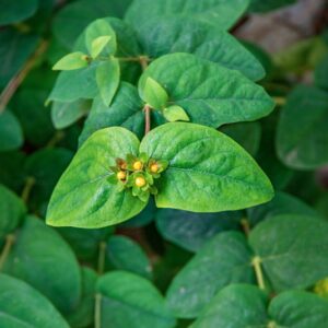 HYPERICUM ANDROSAEMUM, L, HYPERICACEAE, EUROPA OCCIDENTALE MERIDIONALE, ASIA OCCIDENTALE - 1623