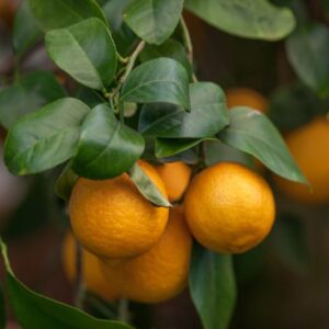 LIMONE VOLKAMERIANO - CITRUS VOLKAMERIANA - RUTACEAE - 1301