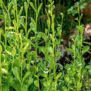 MIOSOTIS REHSTEINERI, BORAGINACEAE - 1630
