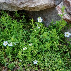 ARENARIA MONTANA , L, CARYOPHYLLACEAE, PENISOLA IBERICA, FRANCIA, MAROCCO