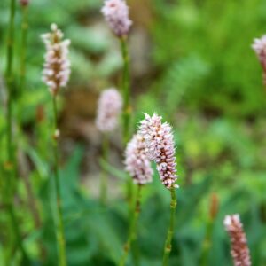 PERSICARIA BISTORTA, POLYGONIM BISTORTA, L, POLYGONACEAE, EUROPA, ASIA, AMERICA SETTENTRIONALE - 1634