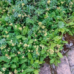 PRIMULA VERIS, L, PRIMULACEAE, EUROPA - 1642