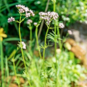 VALERIANA COLLINA, WALLR, VALERIANACEAE, EUROPA CENTRALE