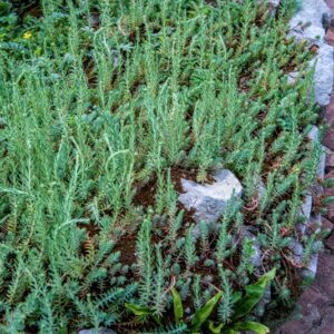 SEDUM REFLEXUM, L, EUROPA, CRASSULACEAE - 1638