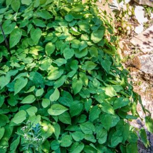 EPIMEDIUM ALPINUM, L, BERBERIDACEAE, EUROPA CENTRALE E MERIDIONALE - 1648