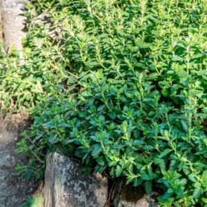 TEUCRIUM CHAMAEDRYS, L, CAMEDRIO, LAMIACEAE, EUROPA, ASIA OCCIDENTALE, AFRICA SETTENTRIONALE - 1652