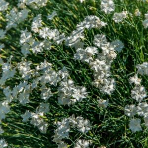 DIANTHUS SUPERBUS, L, CARYOPHYLLACEAE, EUROPA, CAUCASO, ASIA - 1655