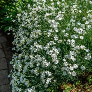 DIANTHUS SUPERBUS, L, CARYOPHYLLACEAE, EUROPA, CAUCASO, ASIA - 1654