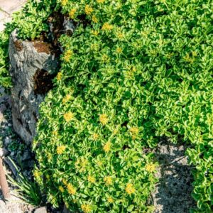 PHEDIMUS KAMTSCHATICUM, FISCH, HART, CRASSULACEAE, ASIA SUD OCCIDENTALE - 1657