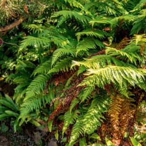 POLYSTICHUM ACULEATUM, ROTH, ASPIDIACEAE, EUROPA, ASIA - 1661