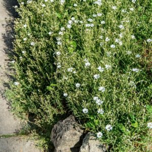 CERASTIUM TOMENTOSUM, L, CARYOPHYLLACEAE, APPENINO CENTRO MERIDIONALE - 1659