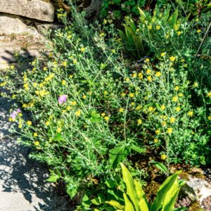 POTENTILLA ARGENTEA, L, ROSACEAE, EUROPA, ASIA, AMERICA SETTENTRIONALE - 1663