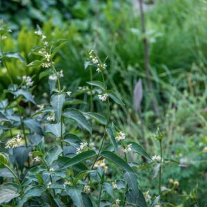 VINCETOXICUM HIRUNDINARIA MEDIC, APOCYNACEAE, EUROPA