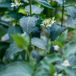VINCETOXICUM HIRUNDINARIA MEDIC, APOCYNACEAE, EUROPA
