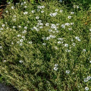 CERASTIUM TOMENTOSUM, L, CARYOPHYLLACEAE, APPENINO CENTRO MERIDIONALE