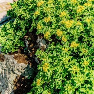 PHEDIMUS KAMTSCHATICUM, FISCH, HART, CRASSULACEAE, ASIA SUD OCCIDENTALE - 1678