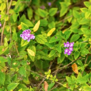 LANTANA SELLOWIANA, VERBENACEAE - 1680