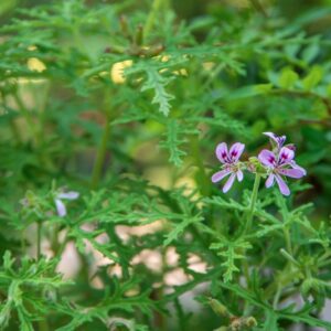 PELARGONIO ODOROSO, GERANIACEAE, PELARGONIUM, RADULA L'HERIT, SUD AFRICA - 1685