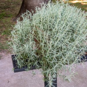 SANTOLINA CHAMAECYPARISSUS, L, ASTERACEAE, REGIONI MEDITERRANEE - 1687