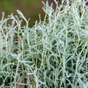 SANTOLINA CHAMAECYPARISSUS, L, ASTERACEAE, REGIONI MEDITERRANEE - 1688