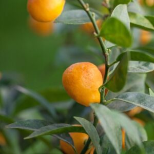 KUMQUAT REALE - RUTACEAE - 1302