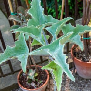 KALANCHOE BEHARENSIS, DRAKE, CRASSULACEAE - 0002