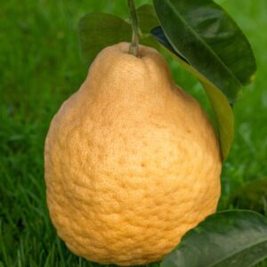 CITRUS LUMIA  - POMUM ADAMI - RUTACEAE - 1304