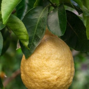 CITRUS LUMIA  - POMUM ADAMI - RUTACEAE - 1305