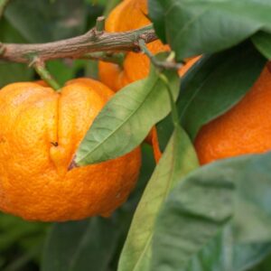 ARANCIO AMARO - CITRUS × AURANTIUM - RUTACEAE - 1306